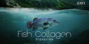 สารสกัดจากคอลลาเจนจากปลาน้ำจืด Fish Collagen Dipeptide