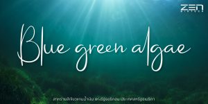 สาหร่ายสีเขียวแกมน้ำเงิน Blue green algae