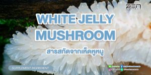 สารสกัดจากเห็ดหูหนู White Jelly Mushroom ขุมพลังสารสกัดธรรมชาติสีขาว